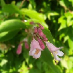 Doro, Home sitter Fontenay France | 6