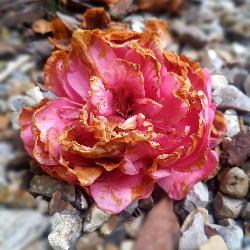 Doro, Home sitter Fontenay France | 8