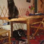 Elena, Home sitter Le Puy-en-Velay France | 10