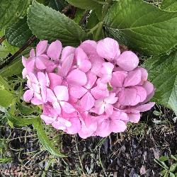 Flouflou, Home sitter Lyon France | 3