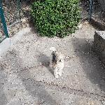 Guitou, Home sitter Draguignan France | 10
