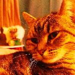 Idda, Home sitter Ajaccio France | 1