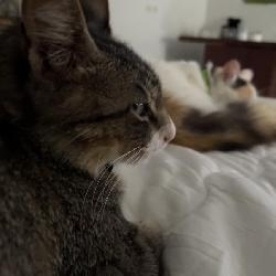 Isabellmarie, Home sitter Lyon France | 6