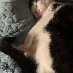Jane65, Home sitter Saint-Aubin-du-Désert France | 1