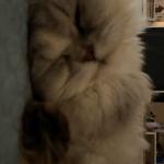 Jane65, Home sitter Saint-Aubin-du-Désert France | 2
