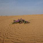 Jemijo, Home sitter Graulhet France | 1