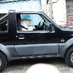 Jimny, Home sitter Quimper France | 1