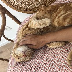 Julieannecy, Home sitter Annecy France | 7