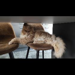 Lilly8854, Home sitter Longlaville France | 4