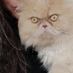 Lilly8854, Home sitter Longlaville France | 7