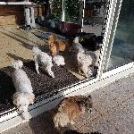 Maries, Home sitter Saint-Yvi France | 1