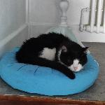 Moniphil, Home sitter Valenciennes France | 2