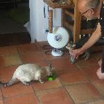 Moniphil, Home sitter Valenciennes France | 5