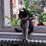Moniphil, Home sitter Valenciennes France | 6