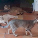Moniphil, Home sitter Valenciennes France | 7