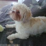Moniphil, Home sitter Valenciennes France | 10