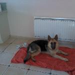 Moniphil, Home sitter Valenciennes France | 1