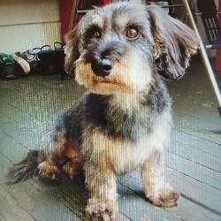 Myberd, Home sitter Machilly France | 4
