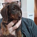 Nounours1, Home sitter Léguevin France | 4