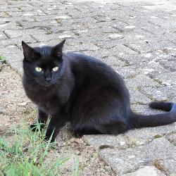 Pasphi, Home owner Perreux France | 4