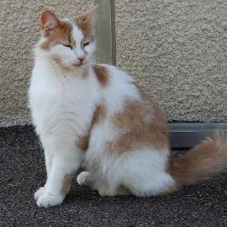 Pasphi, Home owner Perreux France | 5