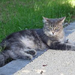 Pasphi, Home owner Perreux France | 7