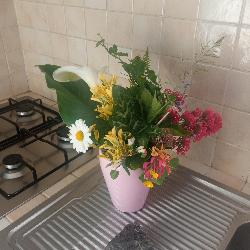 Pivoine, Home sitter Outreau France | 5