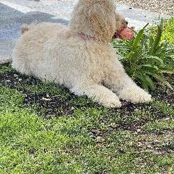 Isabelle64 Agde France