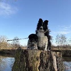 Julae Kooigem Belgium