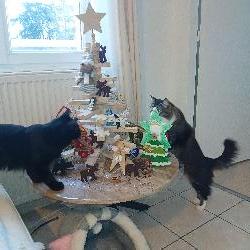 Mayo Colombier France