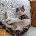 Chris84, Home sitter Orange France | 1