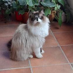 Dora, Home owner Saint-Dionisy France