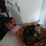 Ismahene, Home sitter Marseille France | 1