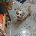 Kroline, Home sitter Bari Italy | 2