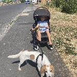 Roubinette, Home sitter Corbara France | 2