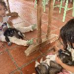 Roubinette, Home sitter Corbara France | 10