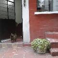 Yamania, Home sitter Madrid Spain | 8