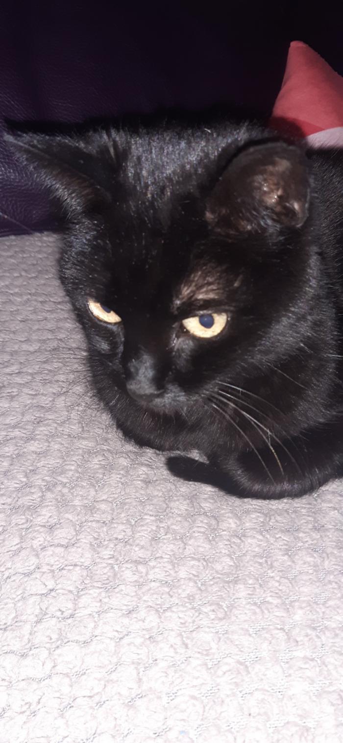 Home sitting Brive-la-Gaillarde, France