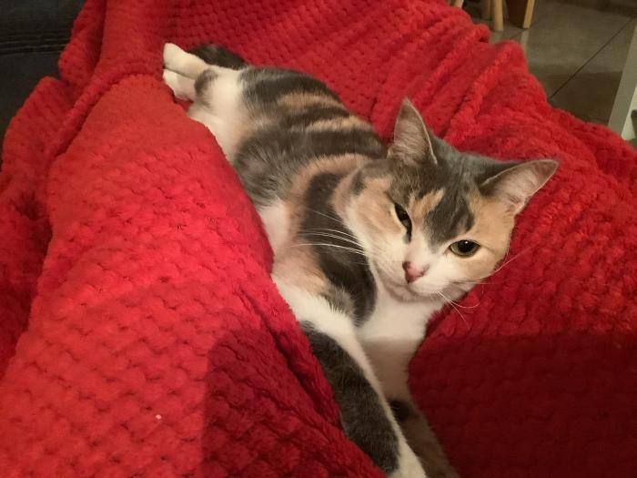 Home sitting Brian&ccedil;on, France