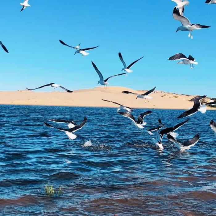 Home sitting Barra de Valizas, Uruguay