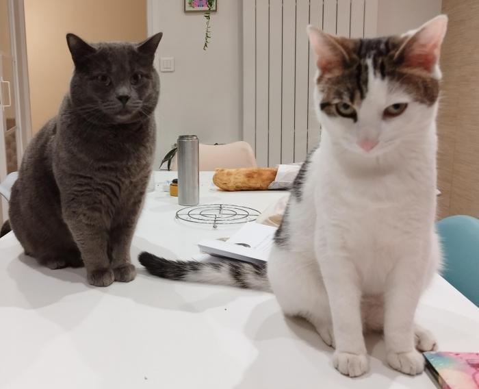 Home sitting Pantin, France