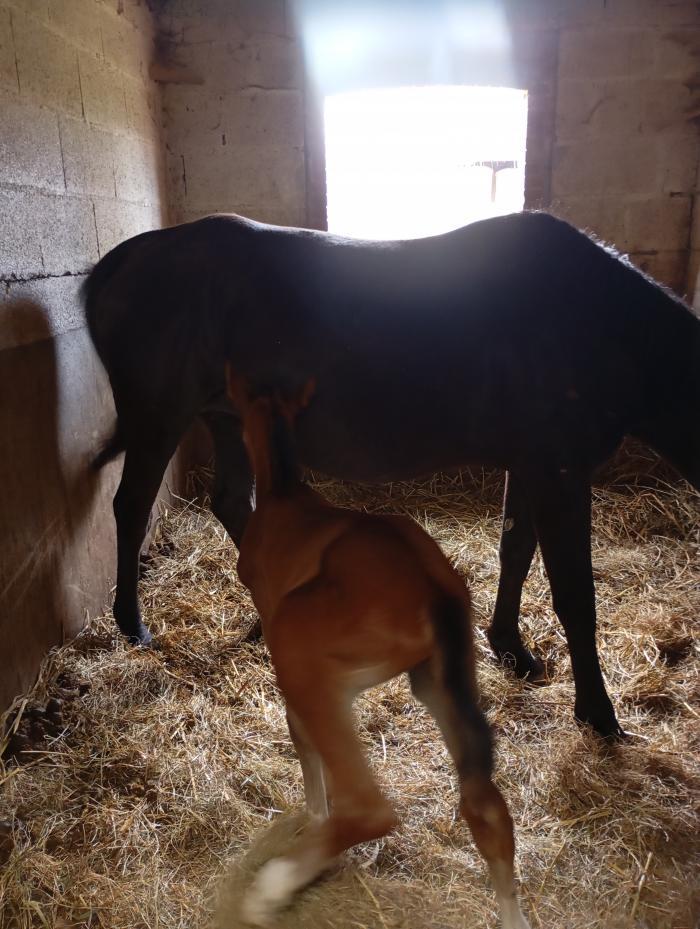 Home sitting Rouans, France