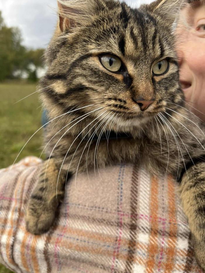 home sitting, Norway, Åsvang