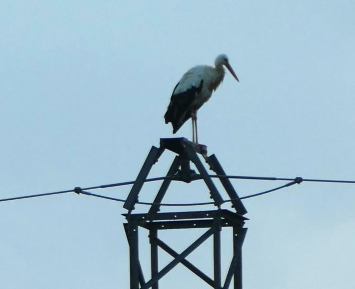 house sitter, France, Baldersheim