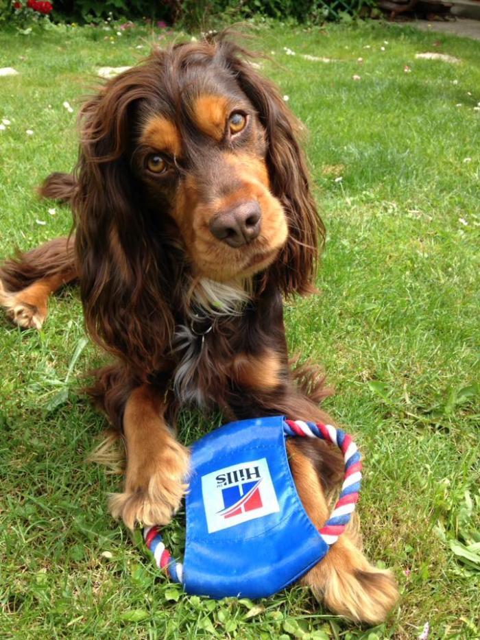 Home sitting M&eacute;dan, France