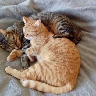 Home sitting Fontainebleau, France