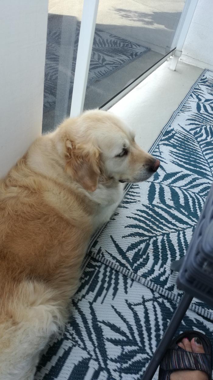 Home sitting S&eacute;lestat, France