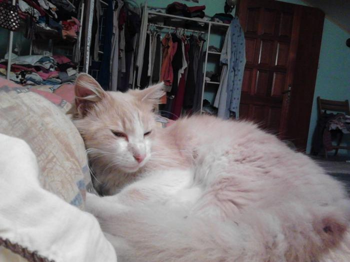 Home sitting Le Tampon, Reunion