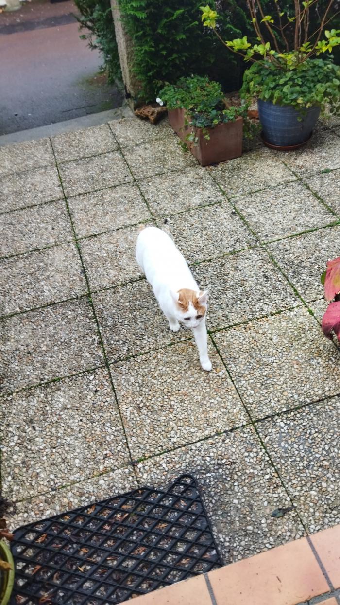 Home sitting Dinan, France