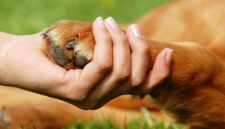 Home sitting Perpignan, France